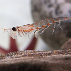 Antarctic krill